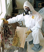 basement closet mold inspection and remediation properly executed in Clark NJ 08077 commercial building